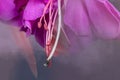 Macro view of a Fusia blossom Royalty Free Stock Photo