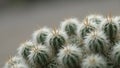 Macro view of fuzzy cactus spines with blurred background Royalty Free Stock Photo