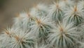 Macro view of fuzzy cactus spines with blurred background Royalty Free Stock Photo
