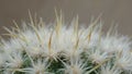 Macro view of fuzzy cactus spines with blurred background Royalty Free Stock Photo