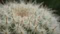 Macro view of fuzzy cactus spines with blurred background Royalty Free Stock Photo