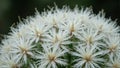Macro view of fuzzy cactus spines with blurred background Royalty Free Stock Photo