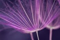 Nature Art - Neon Purple Dandelion Seed