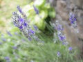 Macro view of gorgeous purple Lavender Lavandula flowers with their long stems Royalty Free Stock Photo