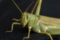 A potrait of a grasshopper. Royalty Free Stock Photo