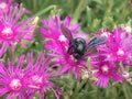 Carpenter bumblebee Xylocopa collecting pollen from flowers Delosperma Cooperi Ice Plant Royalty Free Stock Photo