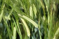 A macro view of a green barely heads