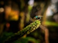 A green bottle fly perched on flower Royalty Free Stock Photo