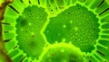 Green cell structure macro, biology science view, organic pattern, Stock Photo, Generative AI Royalty Free Stock Photo