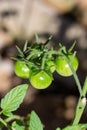 Macro view of green growing cherry tomatoes