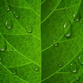 Macro view of green leaf surface with water drops