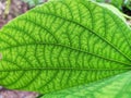 Macro view of green leaf texture Royalty Free Stock Photo