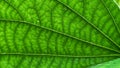Macro view of green leaf texture Royalty Free Stock Photo