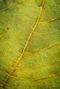 Macro view of green leaf texture and background. Organic and natural pattern. Royalty Free Stock Photo