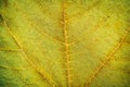Macro view of green leaf texture and background. Organic and natural pattern. Royalty Free Stock Photo