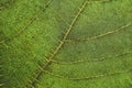 Macro view of green leaf texture and background. Royalty Free Stock Photo