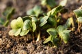 Macro view of green leaves of radish seedlings in the vegetable bed. Young radish sprouts growing in the garden. Royalty Free Stock Photo