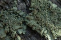 Macro View of Green Lichen on Tree Bark Royalty Free Stock Photo