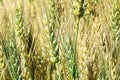 Macro view of green and pale yellow barley heads Royalty Free Stock Photo