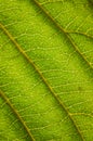 Macro view of a green walnut leaf Royalty Free Stock Photo