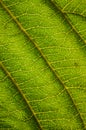 Macro view of a green walnut leaf Royalty Free Stock Photo