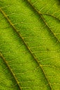 Macro view of a green walnut leaf Royalty Free Stock Photo