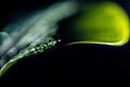 macro view of green wet leaf, Royalty Free Stock Photo