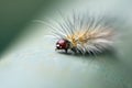 Macro view of hairy worm Royalty Free Stock Photo