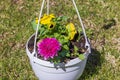 Macro view of hanging basket with yellow-purple pansies and asters. Royalty Free Stock Photo