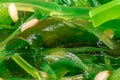 Macro view of healthy food, fresh green seaweed-algae Royalty Free Stock Photo