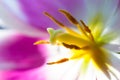 Macro view of heart of beautiful white and purple tulip yellow pistil and stamens Royalty Free Stock Photo