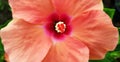 Macro view of hibiscus white flower stamen and pistil with selective focus. Close-up image of stamen of pink Hibiscus flower with Royalty Free Stock Photo