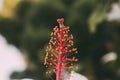 Macro view of hibiscus white flower stamen and pistil with selective focus. Close up view of white Hibiscus rosa-sinensis pistil Royalty Free Stock Photo