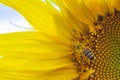 Macro view of honey collection process, bee pollinating beautiful sunflower with sky on the background Royalty Free Stock Photo