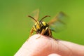 Macro view of hornet moth sitting on finger