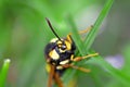 Macro view of hornet moth sitting in meadow