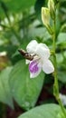 A hoverfly sucking nectar from blooming asystasia gengetica