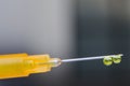 Macro view of a hypodermic needle with two drops of drug solution on his peak Royalty Free Stock Photo