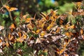 Macro view of an ia cluster of monarch butterflies on a branch.