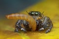 Macro view image of jumping spider eating worm on yellow leaf background in nature