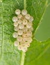 Macro View of Insect Eggs Clustered on a Green Leaf Royalty Free Stock Photo