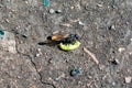 Macro view insect parasitic wasp red banded sand wasp, is species of subfamily Ammophilinae of hunting wasp family Sphecidae Royalty Free Stock Photo