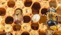 Beehive Nursery - A Bee Tending to a Larva Royalty Free Stock Photo