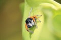 Jumping spider on leaf Royalty Free Stock Photo