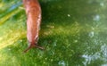 Macro view of land slug