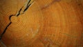 Macro view of large stump with annual rings. Bright yellow timber. Log cut, close-up. Abstract wooden texture Royalty Free Stock Photo