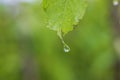 Macro view of leaf of cherry tree with drops of water from rain on green background. Royalty Free Stock Photo