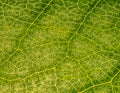 a macro view of leaf structure Royalty Free Stock Photo