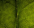 a macro view of leaf structure Royalty Free Stock Photo