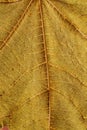 Macro view of leaf veins as texture and background for design. Organic and natural pattern. Royalty Free Stock Photo